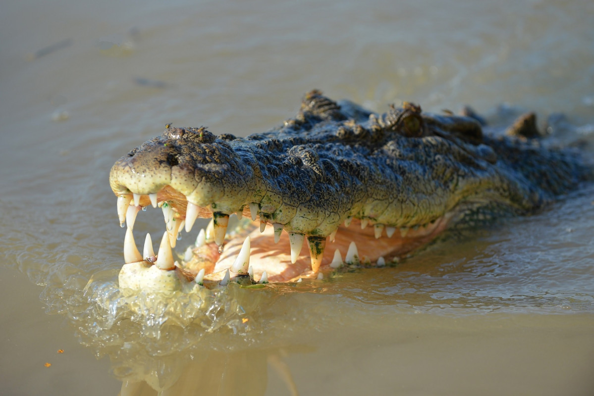 Crocodile 1402089 1920