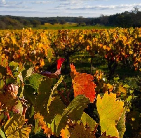 Noticia ruta del vino