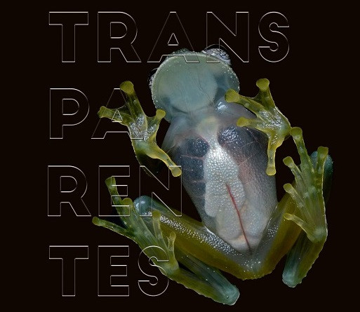 Transparentes muestra