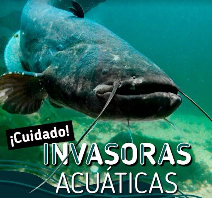 Cuidado especies invasoras