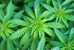 Cannabis 7203210 1280