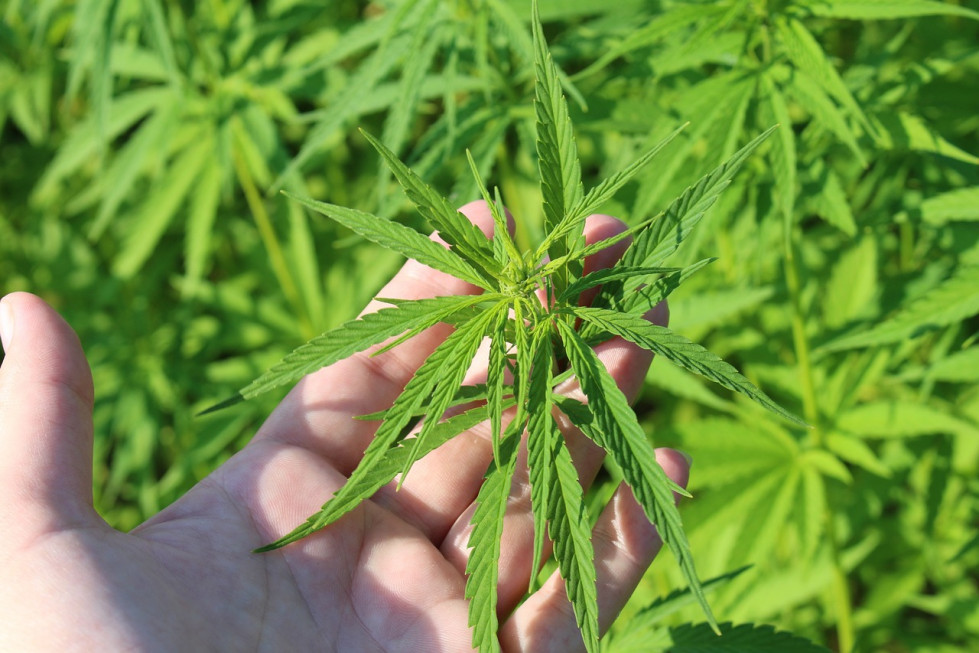 Hemp plant 3661210 1280